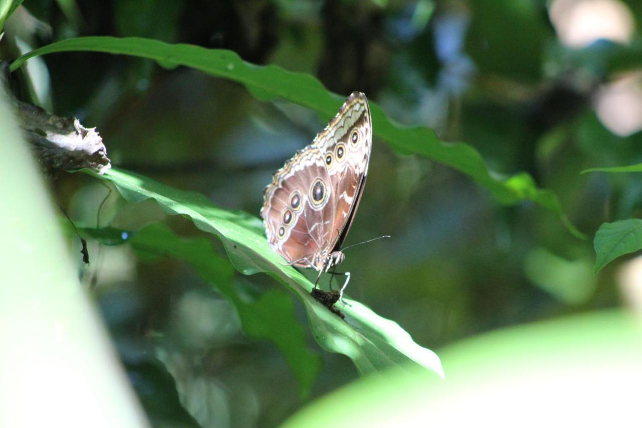 Eya Ecolodge San Isidro De El General Экстерьер фото